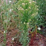 Conyza canadensis állítsa Guznov, felhasználása és alkalmazása a gyógynövények