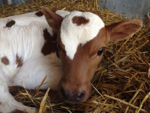 A kezelési módszerekre és betegségek megelőzésére tehenek (Cow-betegség tünete kezelésére vagy megelőzésére) A kezelési módszerekre és betegségek megelőzésére tehenek