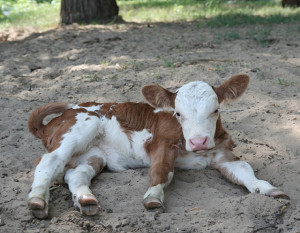 A kezelési módszerekre és betegségek megelőzésére tehenek (Cow-betegség tünete kezelésére vagy megelőzésére) A kezelési módszerekre és betegségek megelőzésére tehenek