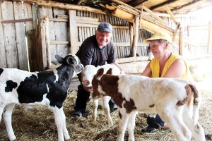 A kezelési módszerekre és betegségek megelőzésére tehenek (Cow-betegség tünete kezelésére vagy megelőzésére) A kezelési módszerekre és betegségek megelőzésére tehenek