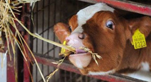 Методи лікування і профілактики захворювань корів