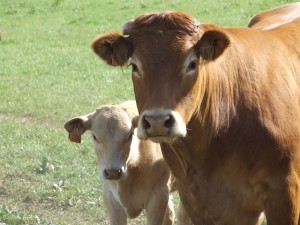 Методи лікування і профілактики захворювань корів
