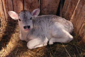 Методи лікування і профілактики захворювань корів