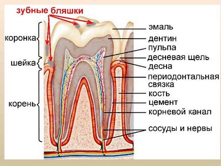 Microbiologie, Virologie și Imunologie a Boli Orale Odesa