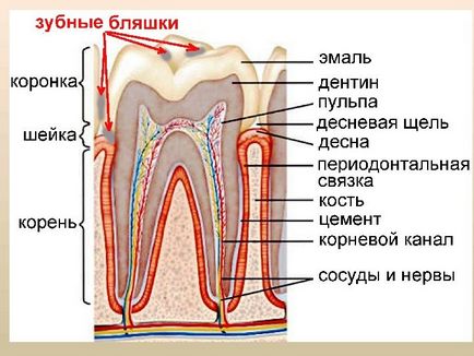 Мікробіологія, вірусологія та імунологія захворювань порожнини рота одеський