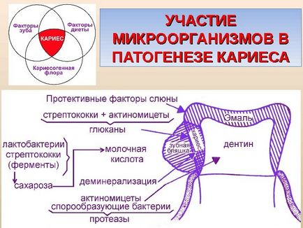 Microbiologie, Virologie și Imunologie a Boli Orale Odesa