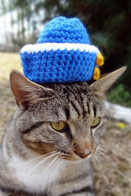 Pălărie frumoasă pentru pisica ta preferată