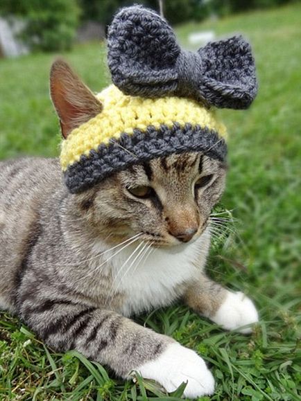 Милі шапочки для улюбленого кота