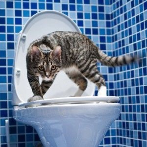 Constipatia de mai multe zile în cauzele pisicii și tratamentul la domiciliu - Info pentru sănătate