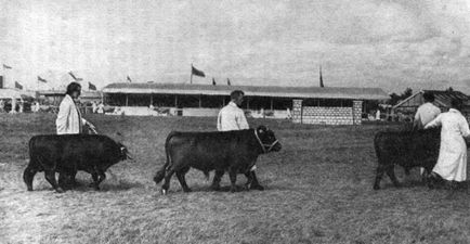 Lapte și bovine de creștere a vitelor 1959 transportoare de barje