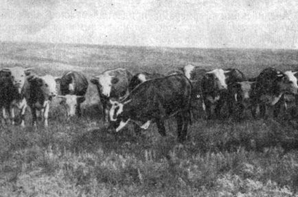 Lapte și bovine de creștere a vitelor 1959 transportoare de barje