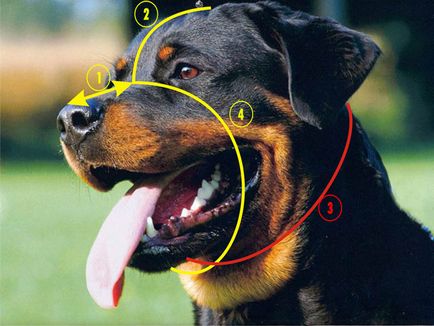Мій друг - ротвейлер - підбираємо намордник за розміром