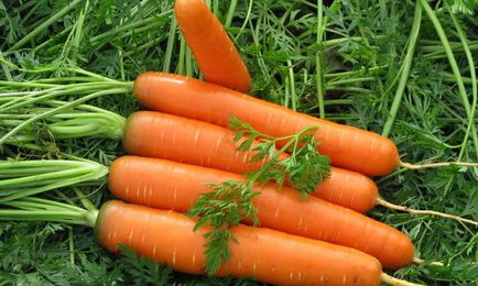 Чи можна морква не викопувати під зиму - залишити на грядці