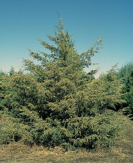 Juniper - copaci ornamentali și arbuști