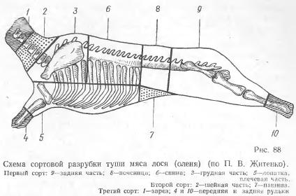 М'ясо лосини, оленини, косулі та лані - все про ветеринарію