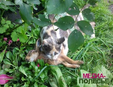În zona Stollen trăiește o pisică care vânează iepurii, media-pădure