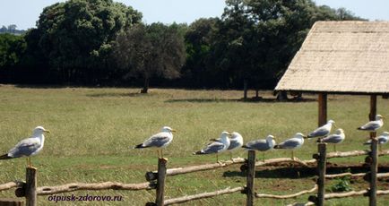 Croația Parcul Național Brioni Island