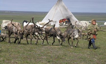 Pe Peninsula Yamal, linia Tyumen inhibă vaccinarea cerbilor de la antrax
