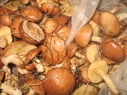 Про особливості підготовки грибів деяких видів, біля багаття