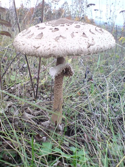 Про особливості підготовки грибів деяких видів, біля багаття