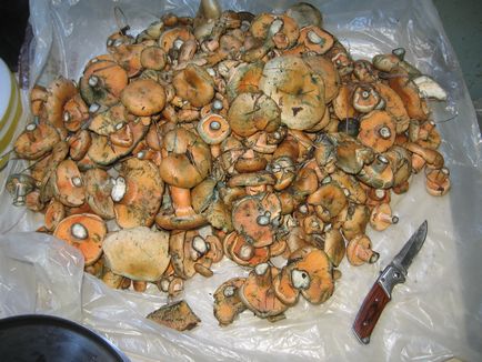 Cu privire la particularitățile pregătirii ciupercilor unor specii, în apropierea focului