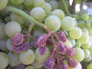 Обробка винограду після дощу обприскування, препарати для обробки