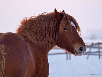 Un sondaj despre rasele de cai Ter, călare, marwari și altele