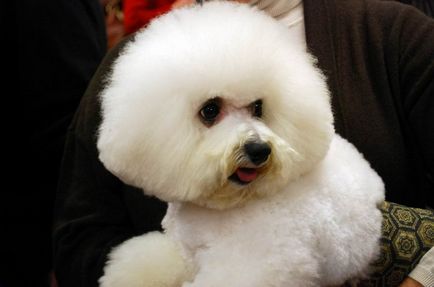 Чарівні білі собаки породи бішон фрізе