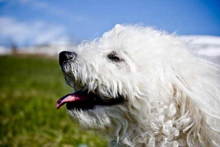 Cainii albi fermecători din rasa Bichon Fries