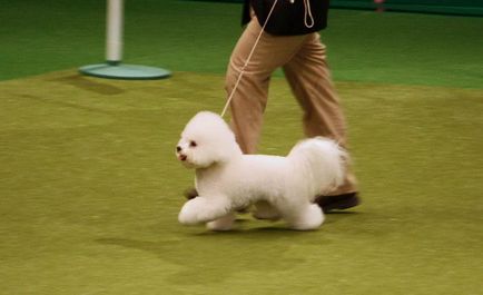 Чарівні білі собаки породи бішон фрізе