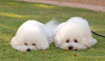 Cainii albi fermecători din rasa Bichon Frise