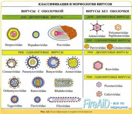 Онкогенні віруси людини як причина пухлин