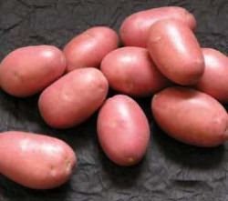 Опис сорту картоплі лаура, вирости сад!