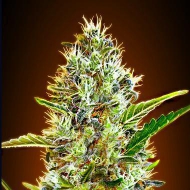 Descrierea gradului violet kush, med cannabis