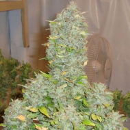 Descrierea gradului violet kush, med cannabis