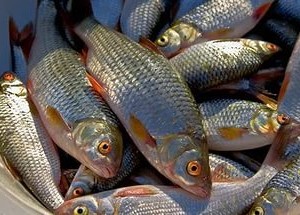 Opisthorhiile de cauza a bolii, specii de pește infectate cu opisthorhs, tratament
