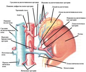 Testul ortostatic al glandelor suprarenale - indicații, comportament, rezultate