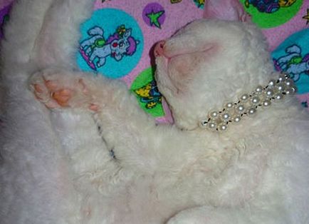 Collar pentru o pisica din margele de maini - blog