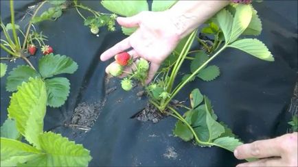 Erori la plantarea căpșunilor pe agrife