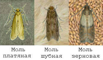 Основні відмінності меблевої і платтяна молі, і як від неї позбутися