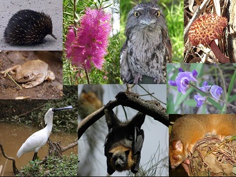 Din ce depinde diversitatea speciilor, știința secolului XXI