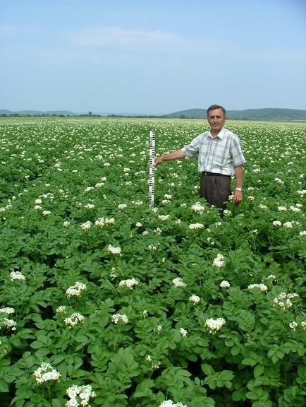 Departamentul de Cultivare a cartofilor și legumelor