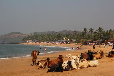 Relaxați-vă pe paradisul de Goa pentru hippie și vaci (14 fotografii și videoclipuri)