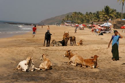 Relaxați-vă pe paradisul de Goa pentru hippie și vaci (14 fotografii și videoclipuri)