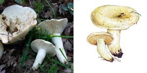 Mérgezés tej gomba Lactarius igaz, hamis, bors, fotó és leírás