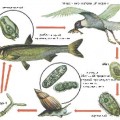 Otravă pește, omedvet