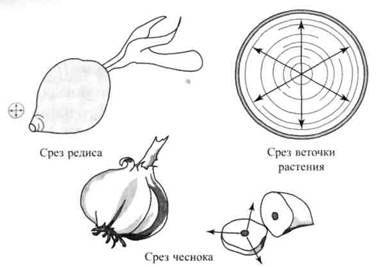 Tratamentul pentru semințe de pădure - pagina 8