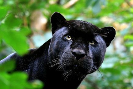 Panther - animalul cel mai grațios