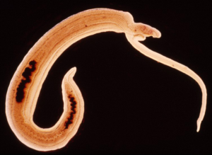 paraziți în fluxul de urină prezenta verucilor genitale