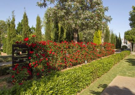 Паркові троянди вирощування, посадка і догляд у відкритому грунті